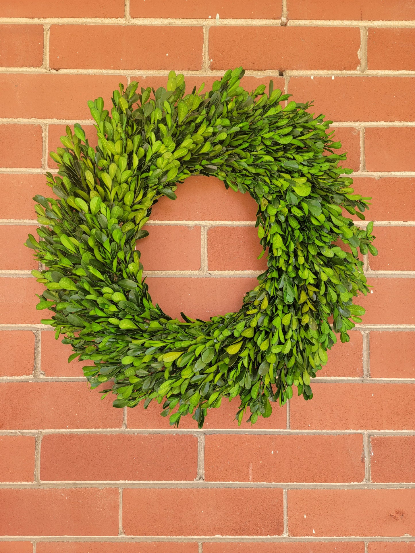 17" Preserved Boxwood Wreath
