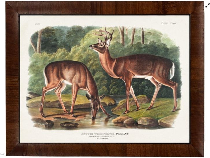 Artwork Two Deer Print